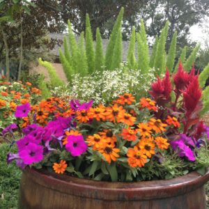 mixed flower plant